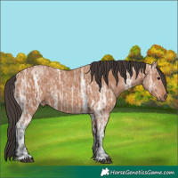Horse Color:Bay Ice