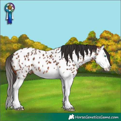 Horse Color:Bay Splash Near Leopard 