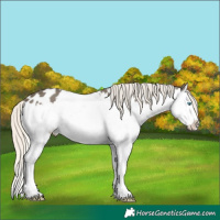 Horse Color:Silver Smoky Black Splash Appaloosa