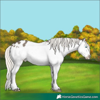 Horse Color:Silver Smoky Black Splash Appaloosa