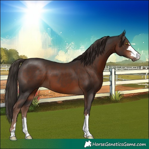 Horse Color:Liver Chestnut 