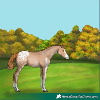 Horse Color:White Spotted Bay Pearl Varnish 
