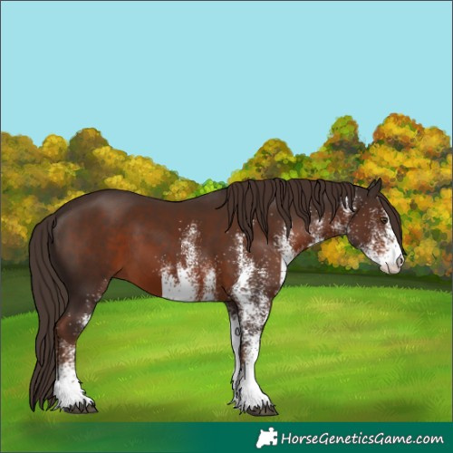 Horse Color:White Spotted Liver Chestnut