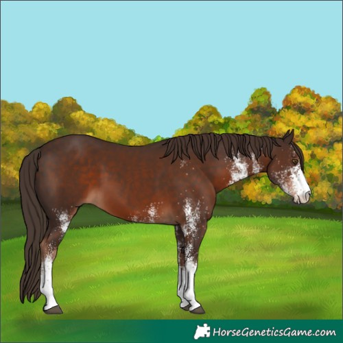 Horse Color:White Spotted Liver Chestnut 