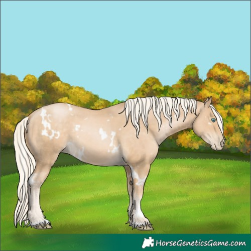Horse Color:White Spotted Palomino Pearl