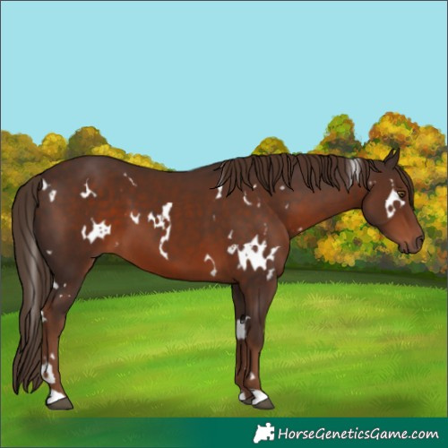 Horse Color:White Spotted Liver Chestnut