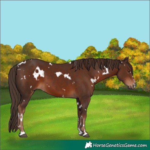 Horse Color:White Spotted Liver Chestnut 