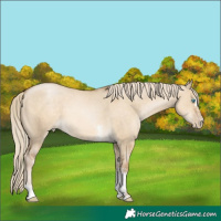 Horse Color:White Spotted Chocolate Palomino Pearl Dun