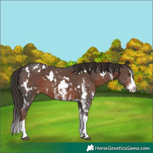 Horse Color:White Spotted Liver Chestnut Sabino Splash Blanket 