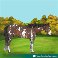 Horse Color:White Spotted Liver Chestnut Sabino Splash Appaloosa 
