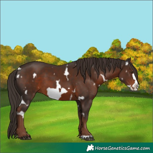 Horse Color:White Spotted Liver Chestnut Frame 