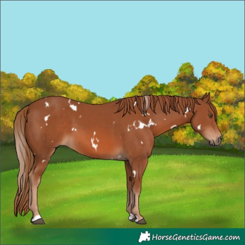 Horse Color:White Spotted Chestnut 
