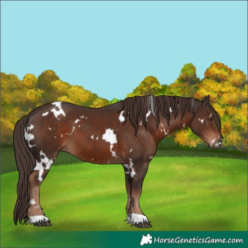 Horse Color:White Spotted Liver Chestnut 