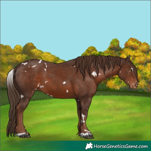 Horse Color:White Spotted Liver Chestnut Varnish 