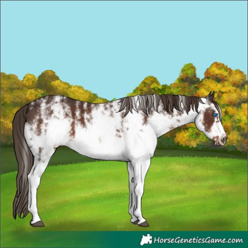 Horse Color:White Spotted Liver Chestnut Frame