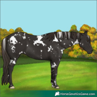Horse Color:White Spotted Liver Chestnut