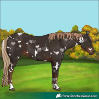 Horse Color:White Spotted Liver Chestnut 