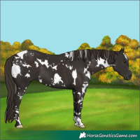 Horse Color:White Spotted Liver Chestnut 