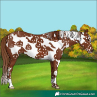 Horse Color:White Spotted Chestnut Frame