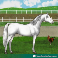 Horse Color:Gray Silver Bay Dun Appaloosa 