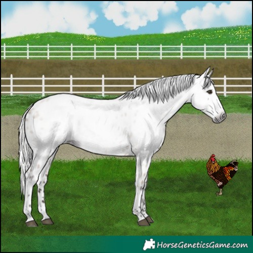 Horse Color:Gray Silver Bay Dun Leopard 