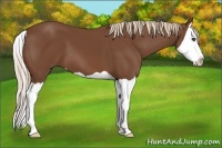 Horse Color:Chestnut Splash