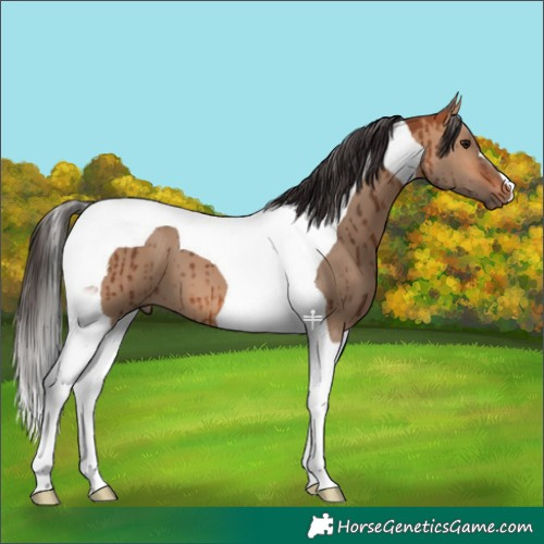 Horse Color:Bay Dun Tobiano Brindle 