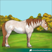 Horse Color:Red Dun Roan Frame 