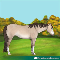 Horse Color:Amber Champagne Dun 