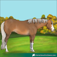 Horse Color:Silver Buckskin 