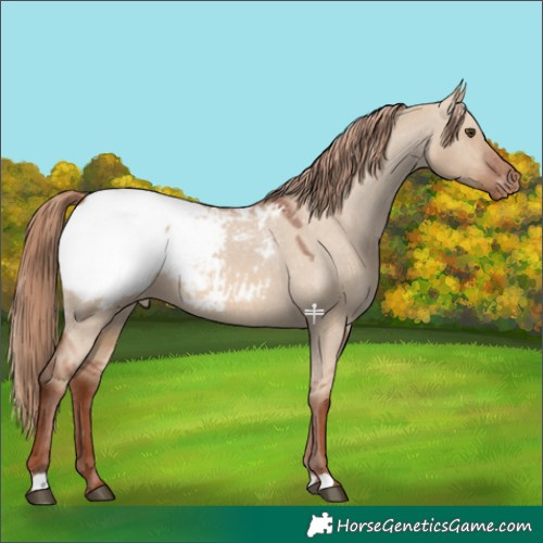 Horse Color:Red Dun Appaloosa 
