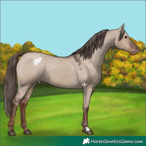 Horse Color:Liver Red Dun Appaloosa 