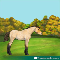 Horse Color:Buckskin Roan 