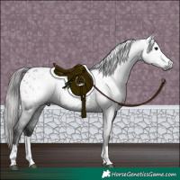 Horse Color:Gray Black Appaloosa Rabicano 