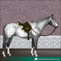 Horse Color:Gray Black Appaloosa Rabicano 