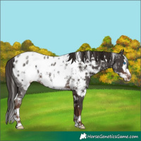 Horse Color:White Spotted Liver Chestnut Ice Frame Appaloosa 