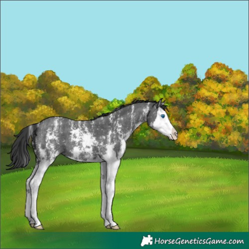 Horse Color:Black Sabino Splash 