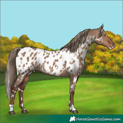 Horse Color:White Spotted Liver Red Dun Appaloosa 