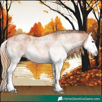 Horse Color:White Spotted Chestnut Splash Rabicano