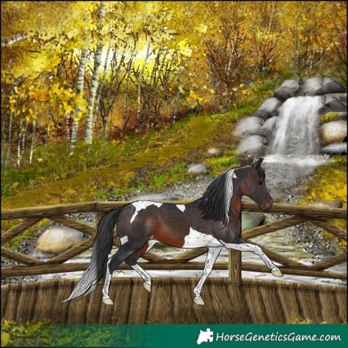 Horse Color:Brown Tobiano Varnish