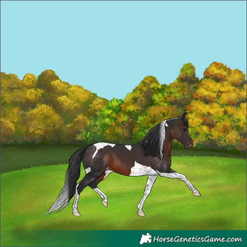 Horse Color:Brown Tobiano Appaloosa 