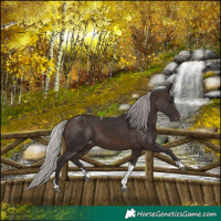 Horse Color:Silver Brown Sabino Tobiano Appaloosa Rabicano 
