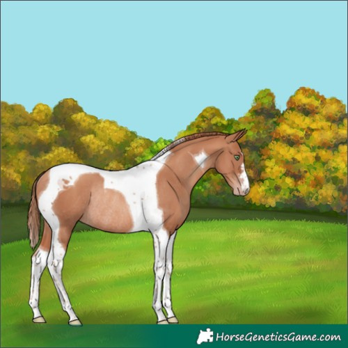 Horse Color:Gold Champagne Tobiano Rabicano 