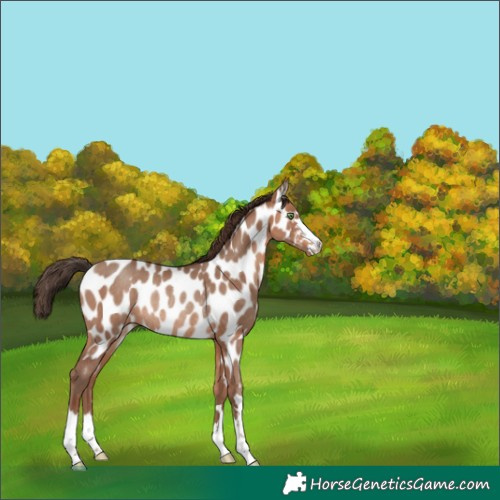 Horse Color:Amber Champagne Near Leopard Rabicano 