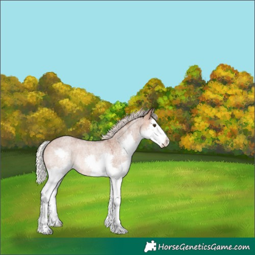 Horse Color:Silver Bay Roan Dun Splash Varnish Rabicano 