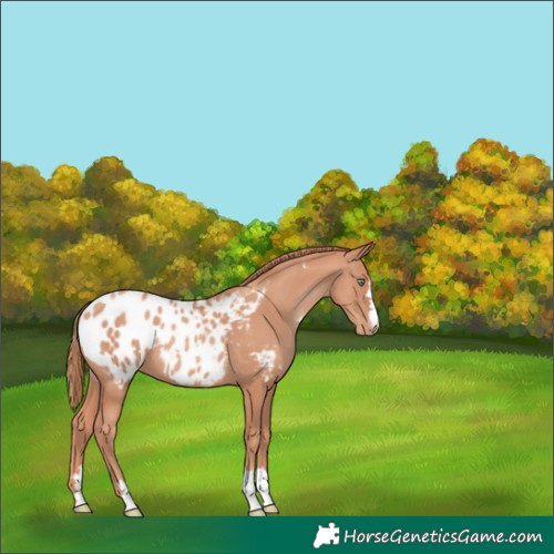 Horse Color:Gold Champagne Appaloosa Rabicano 