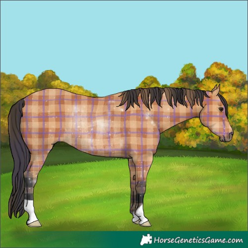 Horse Color:Plaid  Bay Rabicano 