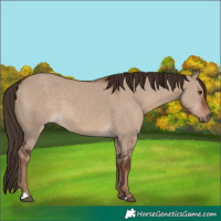 Horse Color:Liver Red Dun 