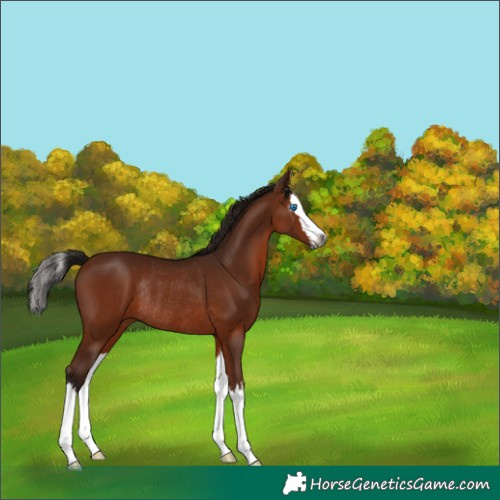 Horse Color:Gray Bay Splash Rabicano 