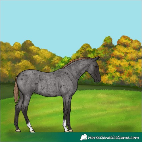 Horse Color:Liver Red Roan 